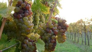 wineyard somló hills hotel villa classica